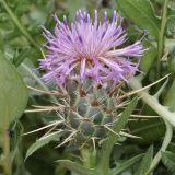 Centaurea raphanina ssp. mixta