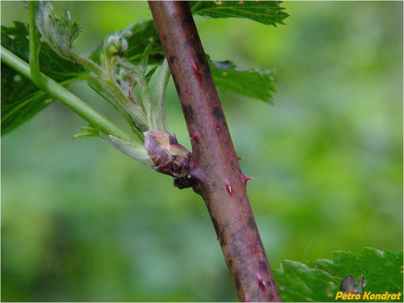 Image of genus Rubus specimen.