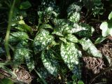 Pulmonaria officinalis