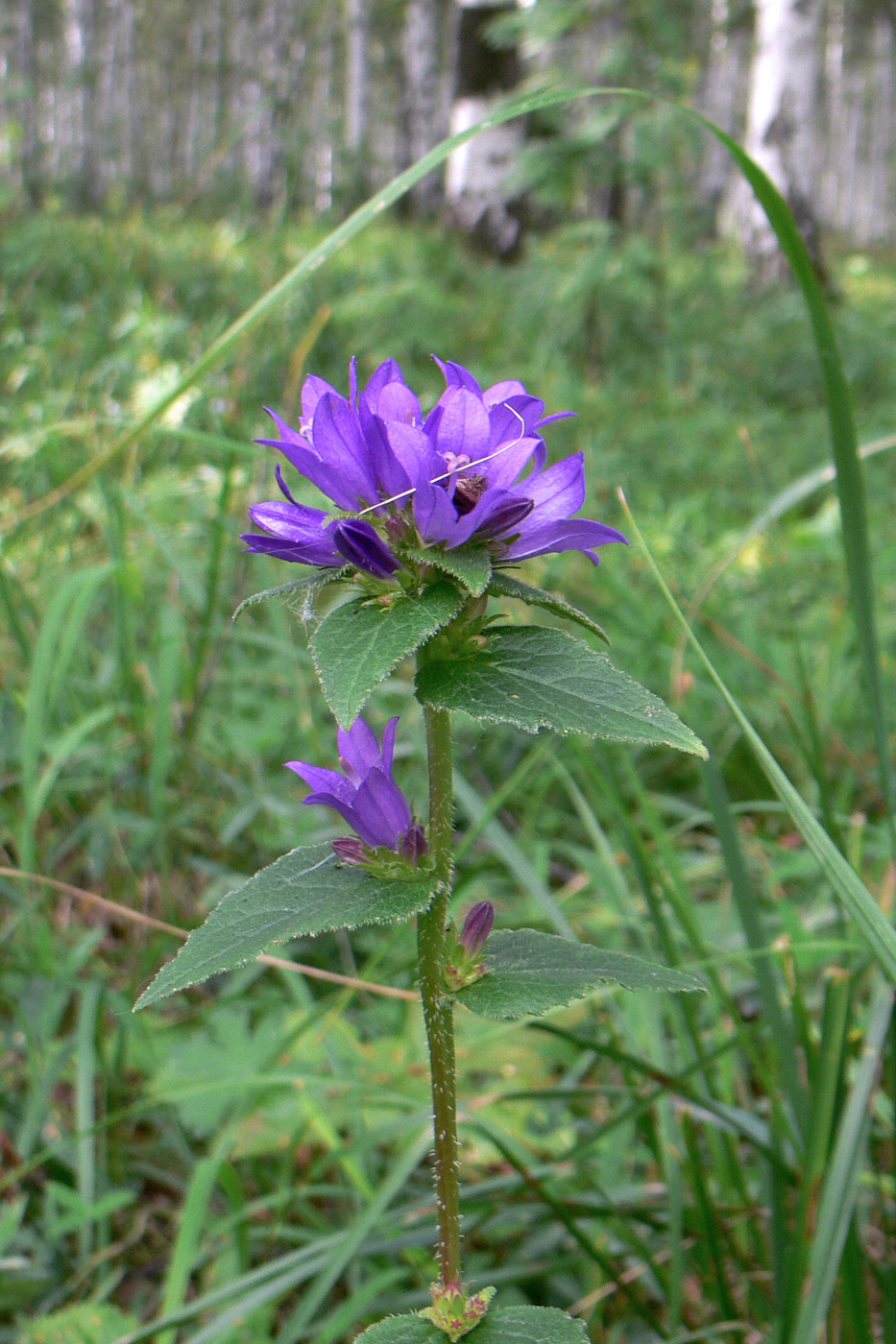 Image of Campanula glomerata specimen.