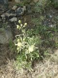 Centaurea salonitana