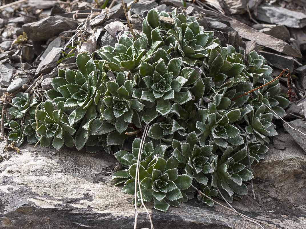 Изображение особи Saxifraga cartilaginea.