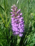 Dactylorhiza baltica. Соцветие. Тверская обл., г. Тверь, Заволжский р-н, р. Соминка после впадения канала ТЭЦ-3, заросли околоводной растительности. 2 июня 2019 г.