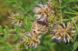 Glycyrrhiza uralensis