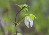 Atragene sibirica. Часть побега с цветком. Амурская обл., Хинганский заповедник, отроги Малого Хингана, басс. р. Тарманчукан, лиственичный лес на склоне северной экспозиции. 26.05.2020.