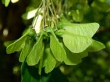 Acer buergerianum. Соплодие. Краснодарский край, городской округ Сочи, Сочи-Центр, Сочинский дендрарий, в культуре. Июль 2020 г.