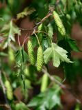 Betula pendula форма dalecarlica. Соцветия и листья. Иркутская обл., Иркутск, городской сквер. 25.05.2020.