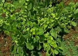 Moluccella laevis