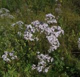 Valeriana transjenisensis. Соцветие. Магаданская обл., окр. г. Магадан, разнотравная поляна у дороги. 02.09.2021.