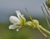 Eremogone juncea. Верхушка побега с цветком (вид со стороны чашечки). Приморский край, окр. г. Владивосток, о. Шкота, вершина сопки в окрестностях мыса Маячный. 20.07.2022.