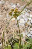 Cyperus eragrostis