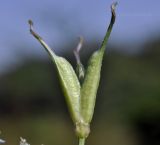 Nigella arvensis