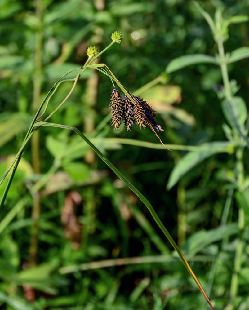 Изображение особи Carex atrata.