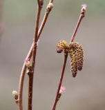 род Corylus. Побеги с мужскими и женскими соцветиями. Новосибирская область, с. Новопичугово, в культуре. 24 апреля 2011 г.