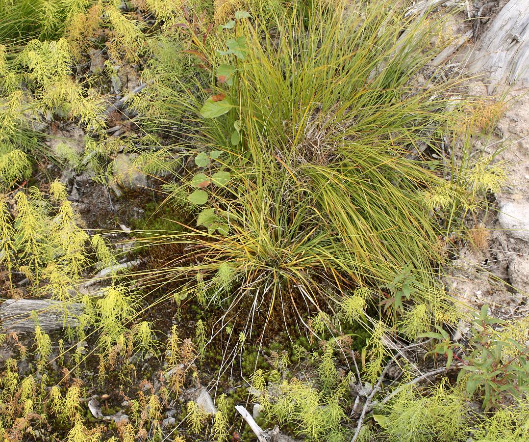 Изображение особи Carex brunnescens.