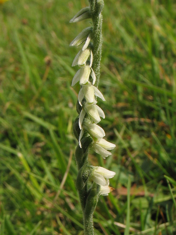 Изображение особи Spiranthes spiralis.