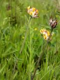 Anthyllis vulneraria var. schiwereckii