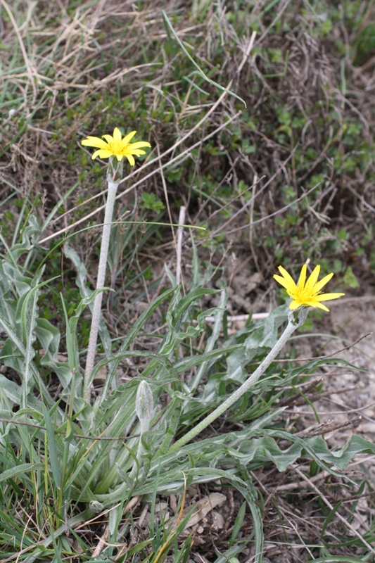 Image of Scorzonera turkeviczii specimen.