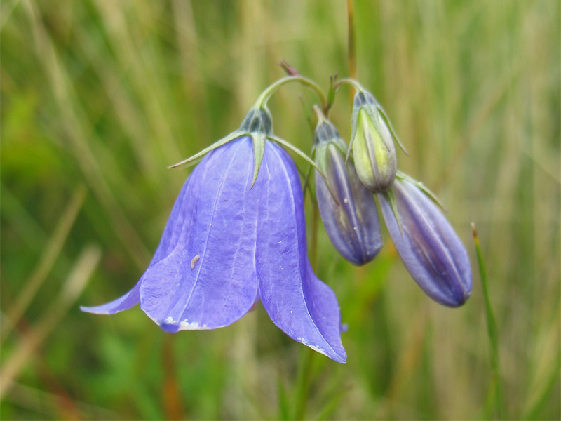 Image of Campanula serrata specimen.