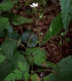 Geranium robertianum