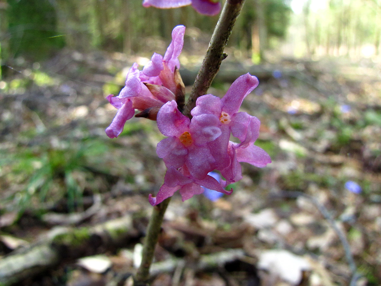 Изображение особи Daphne mezereum.