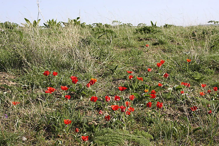 Изображение особи Tulipa greigii.