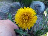 род Taraxacum