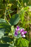 Lathyrus japonicus ssp. maritimus