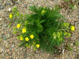 Potentilla conferta