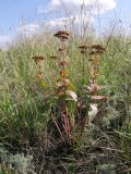 Hylotelephium stepposum. Плодоносящее растение в осенней окраске в разнотравно-злаковой степи. Саратовская обл., Татищевский р-н. 29 сентября 2012 г.