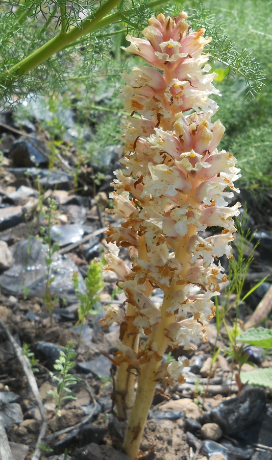 Изображение особи Orobanche kurdica.