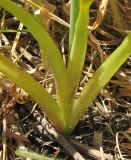 Allium quercetorum. Нижняя часть побега. Крым, Карадагский заповедник, залежь. 4 мая 2013 г.