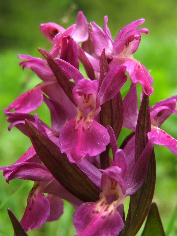 Изображение особи Dactylorhiza sambucina.