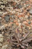 Goniolimon cuspidatum. Плодоносящее растение. Казахстан, Алматинская обл., возле вдхр. Капчагай. 07.07.2013.