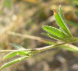 Trifolium arvense