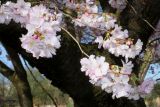 Cerasus sachalinensis. Веточки с соцветиями ('Accolade'). Германия, г. Дюссельдорф, Ботанический сад университета. 10.03.2014.