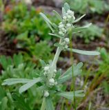 Artemisia lagocephala