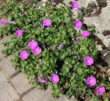 Geranium sanguineum. Цветущее растение. Германия, г. Дюссельдорф, Ботанический сад университета. 04.05.2014.