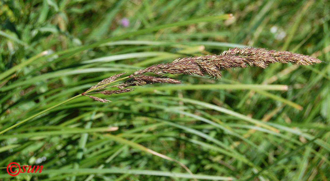 Изображение особи род Calamagrostis.