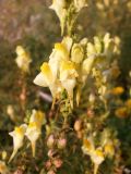 Linaria vulgaris