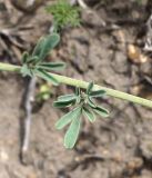 Astragalus melilotoides