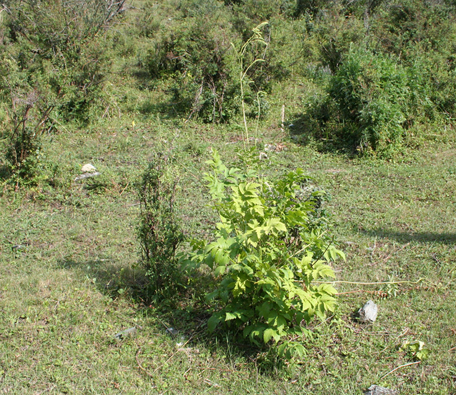 Image of Cimicifuga foetida specimen.