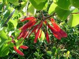 Cercis siliquastrum