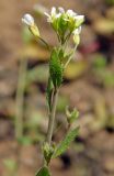 Arabidopsis thaliana. Верхушка цветущего растения. Новгородская обл., г. Боровичи, луговой пригорок недалеко от оз. Сушанское. 01.05.2015.