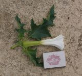 Datura stramonium