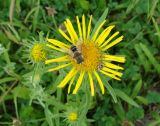 Inula britannica