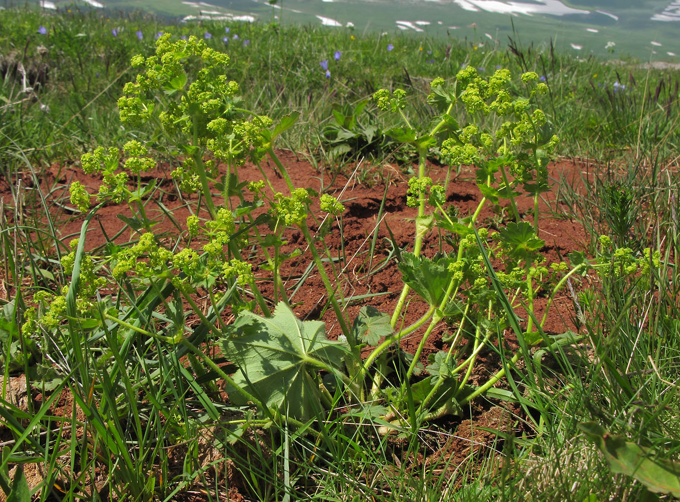 Изображение особи Alchemilla orthotricha.