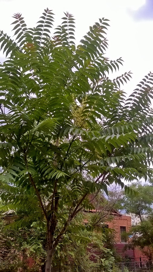 Изображение особи Ailanthus altissima.