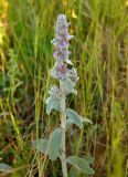 Stachys velata. Верхушка цветущего растения. Крым, Бахчисарайский р-н, Качинский каньон, окр. с. Баштановка, луговой склон. 04.06.2016.