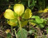 Potentilla sphenophylla